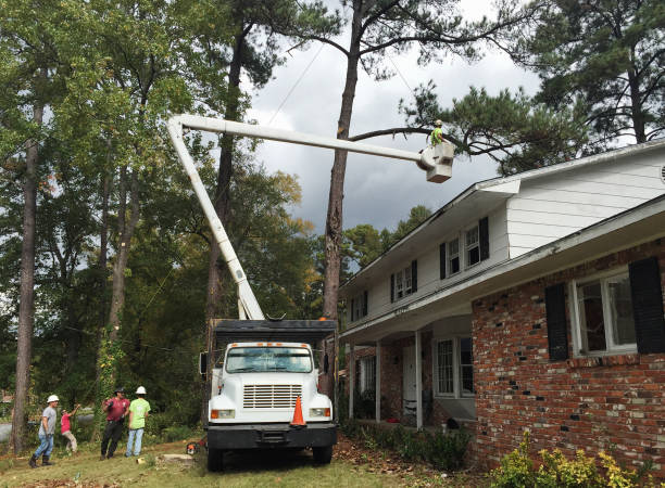 Best Tree Removal Service  in Dunmore, PA