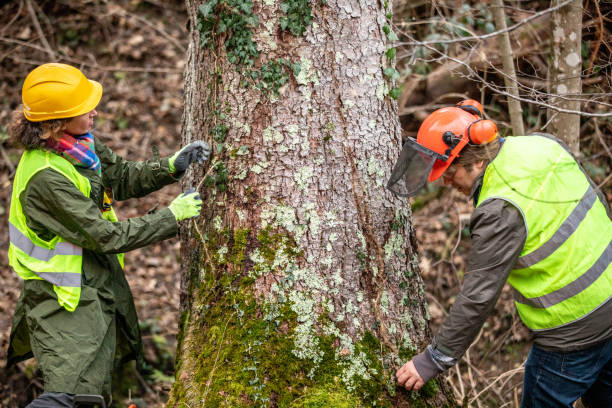 How Our Tree Care Process Works  in  Dunmore, PA